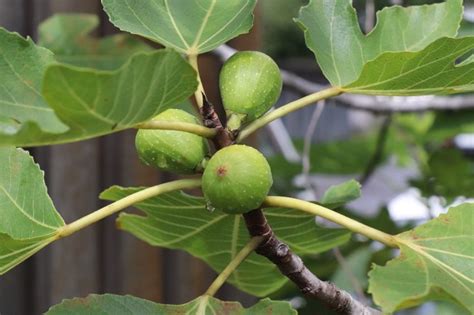 開花無花果花|イチジク(無花果)の花言葉｜花の季節や種類は